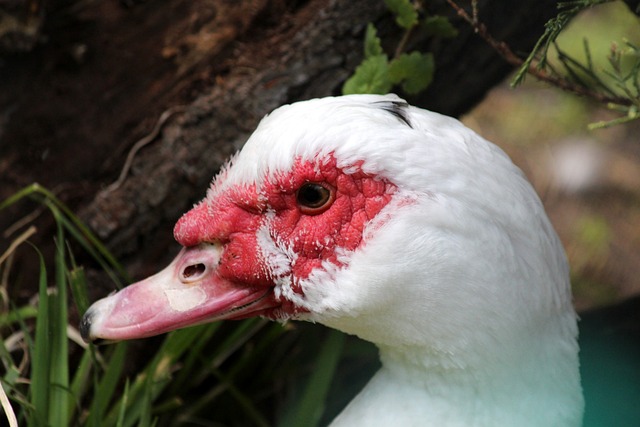 全能型門將 全能型門將