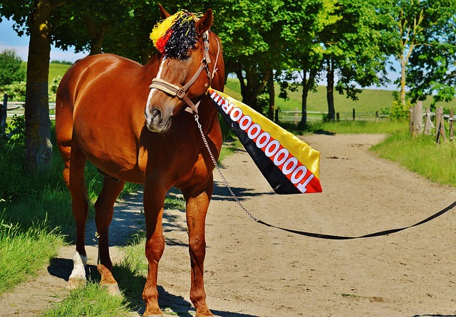 全明星赛逐 全明星赛逐